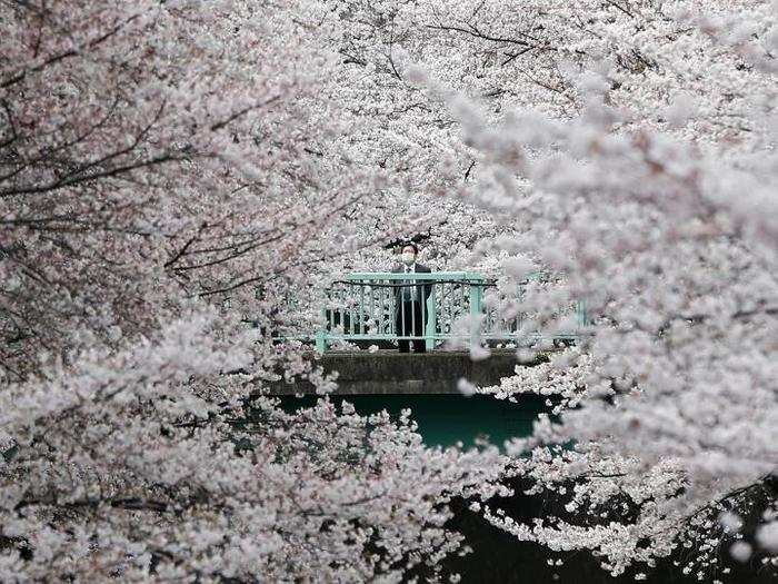 A man looks out at cherry blossoms in almost full bloom in Tokyo, Japan, on April 1.