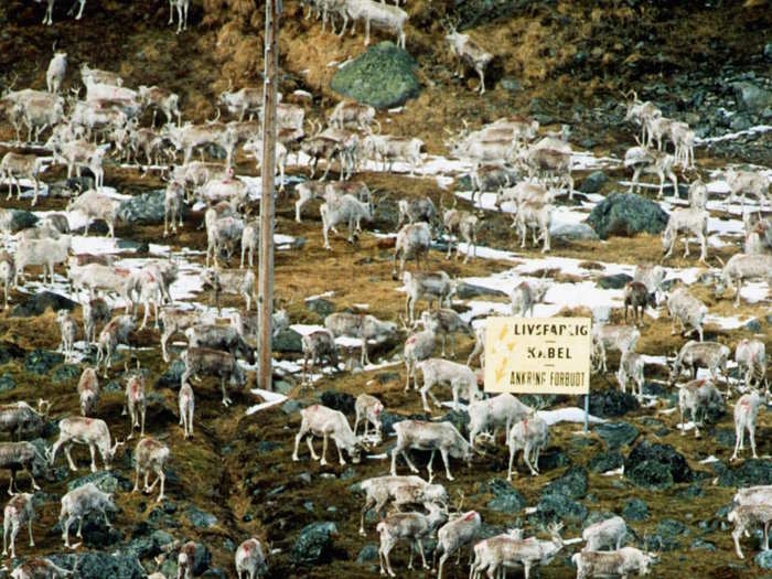 Sami herders in Snasa, who eat reindeer, get tested annually for radiation. They tell Chapple they will always live in the shadow of Chernobyl.