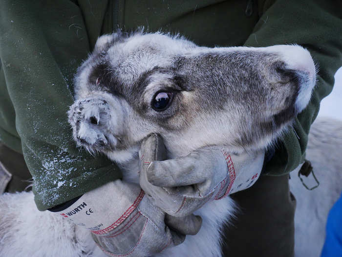 Thirty years later, conditions have improved. The radioactivity of the cesium-137 released has decayed by half, but much of the slow-growing lichen remains unsafe. In 2014, hundreds of reindeer failed inspection due to strong fungus growth.