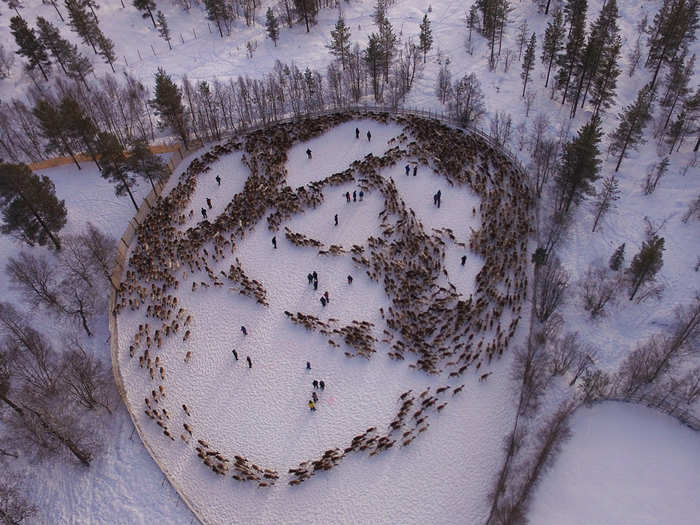 For 9,000 years, the Sami people tied their cultural identity to the reindeer. The animal provided food, income, and traditions they passed on. Chernobyl brought an abrupt end.