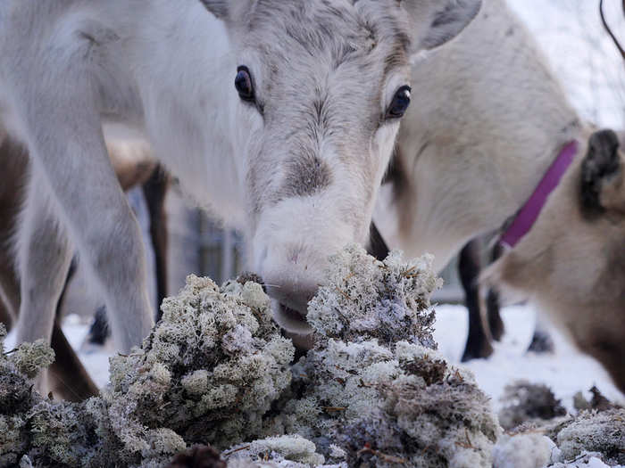 Lichen has no roots system and absorbs nutrients from the air, making it well suited to sponge up all that cesium-137. The reindeer gorged themselves and became radioactive.