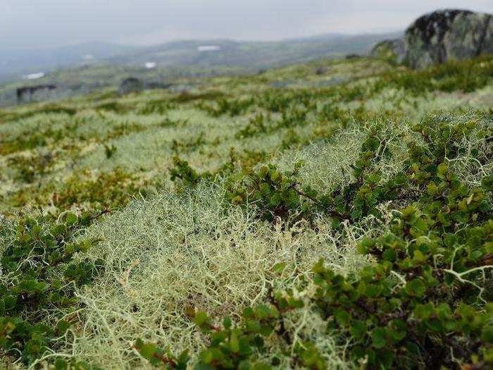 The radioactive materials poured into the lakes and forests, contaminating wildlife, berries, and plants. It also got to a spindly green fungus called lichen, a reindeer