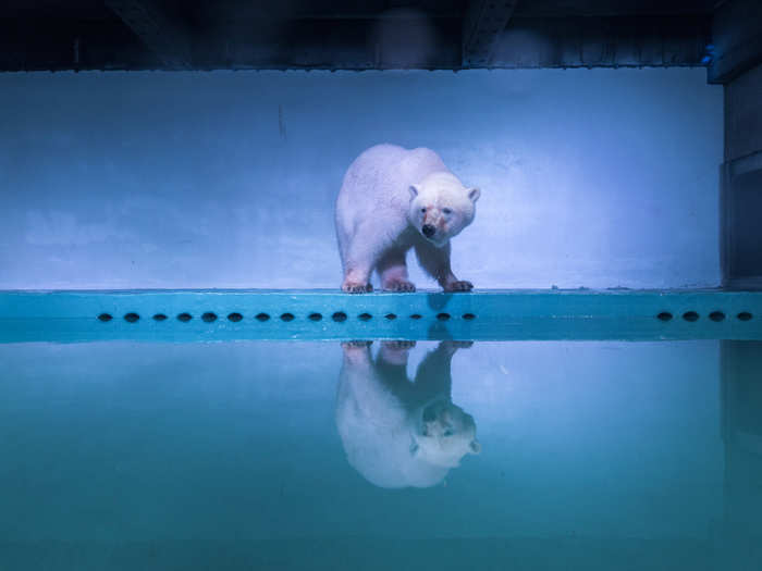 A photographer captured a polar bear at an aquarium at the Grandview mall in Guangzhou, Guangdong province, China.