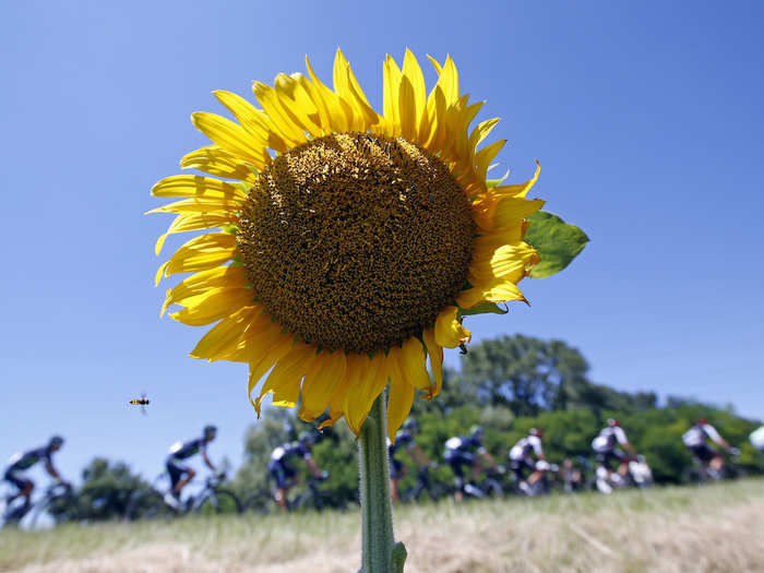 This photo captured a bee flying close to a sunflower, unaware of the pack of Tour de France riders cycling behind.