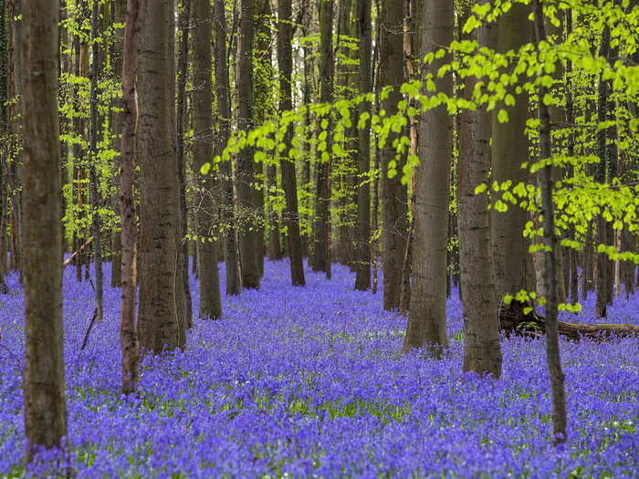 In the Hallerbos near the Belgian city of Halle, also known as the "Blue Forest," wild bluebells carpeted the forest.