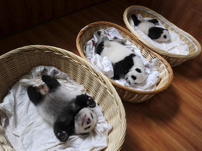 Visitors at a giant panda breeding centre in Ya