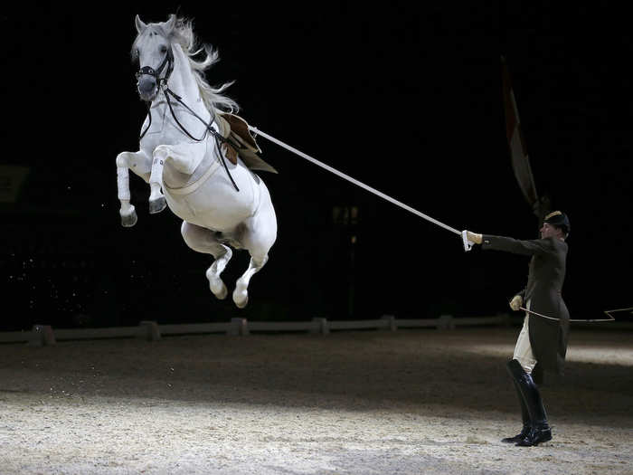 Riders and their horses of the Spanish Riding School of Vienna performed a dress rehearsal for the media at the SSE Arena in London.