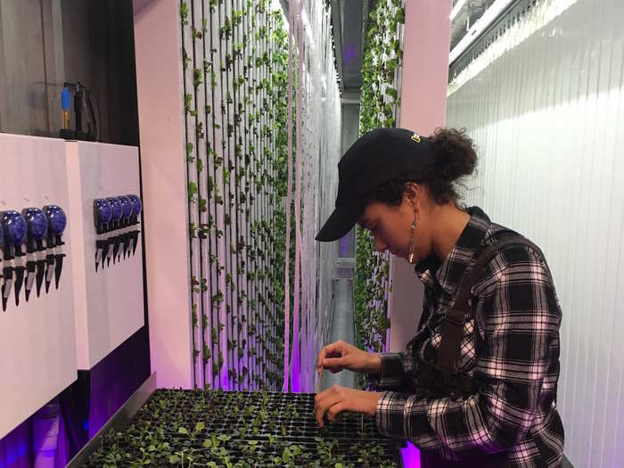 Another 27-year-old farmer, Electra Jarvis, comes to Square Roots three days per week. On Wednesdays, she spends four hours meticulously placing 800 seeds inside small troughs.