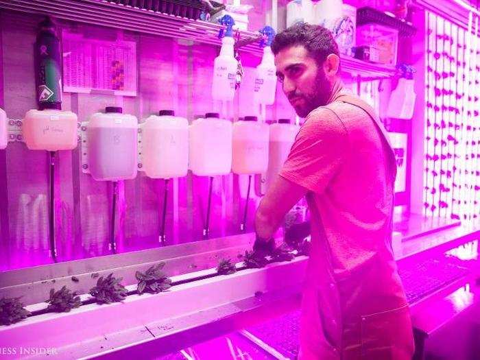 Before Josh Aliber, 24, moved from Boston to Brooklyn to join Square Roots, he had never farmed. Now he’s starting up his own specialty herb business and running a vertical farm.