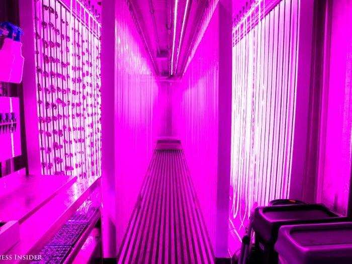 On four parallel walls, leafy greens and herbs sprout from soil-free growing beds filled with nutrient-rich water. Instead of sunlight, they rely on hanging blue and pink LED rope lights.