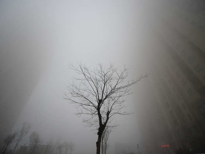 A tree sits between two buildings that tower through the thick smog in Jinan, Shandong province.