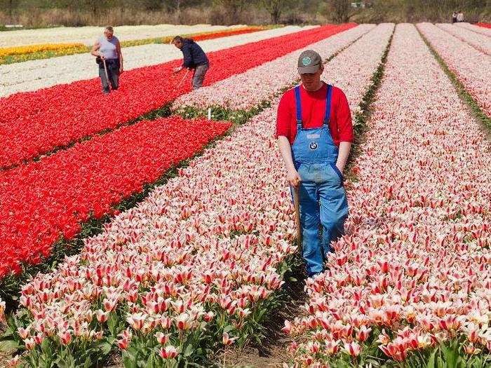 22. Netherlands — The Netherlands performed best in the Social Progress Index, where it came in eighth compared to countries with a similar GDP per capita like Denmark, Finland and the UK.