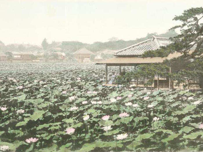 To this day, water lilies still cover a substantial part of Shinobazu Pond, located near the city center. Here it is in a 1910 photo: