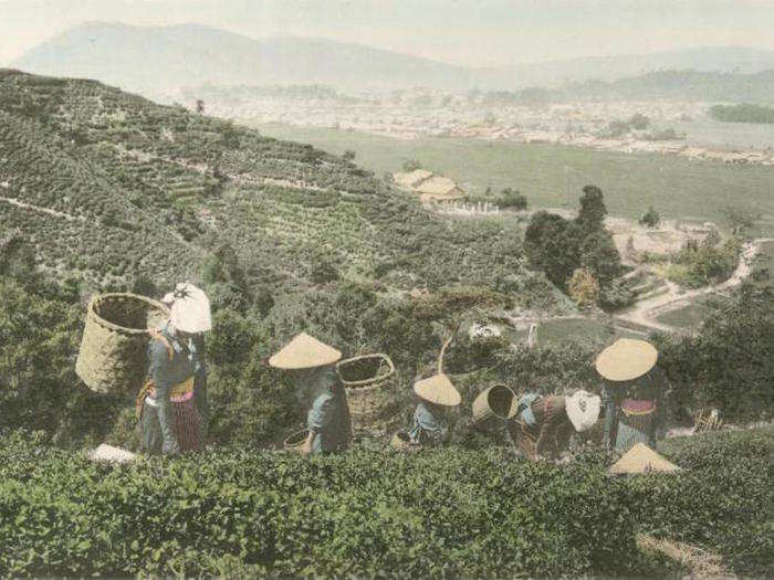 Tea, grown in plantations outside the Tokyo center, became a major global export for Japan in the late 19th century.