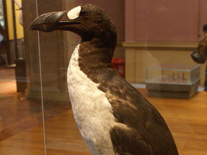 The Great Auk went extinct in the mid-19th century. They lived in the North Atlantic from Northern Spain through Canada. They died off because of a combination of climate changes during the Little Ice Age that brought predatory polar bears into their territories, and human hunting. So again, partially our fault.