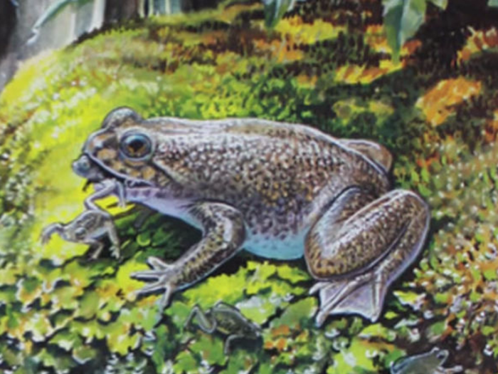 This is the gastric-brooding frog, which swallowed its eggs and hatched them out of its mouth. It became extinct in 1983, but in 2013, scientists were able to implant a "dead" cell nucleus into a fresh egg from another frog species.
