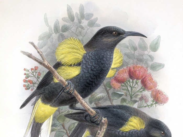 The Moho are a genus of extinct birds from Hawaii. Most of them died out because of habitat loss and hunting. The Hawaiian Moho seen here died out in 1934, but some birds like waxwings and the palmchat might carry remnants of their DNA.