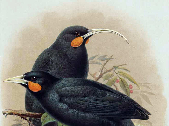 The Huia was a large species of New Zealand wattlebird. It went extinct in the 20th century because of hunting to make specimens for museums and private collectors. The female had a long, curved beak, while the male