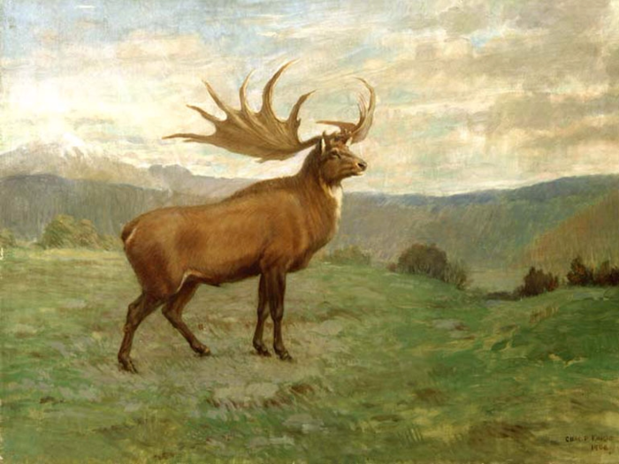 Irish elks were one of the largest deer ever to walk the Earth. The most recent remains of the species have been carbon dated to about 7,700 years ago in Siberia. Red deer or fallow deer might have some similar genes.