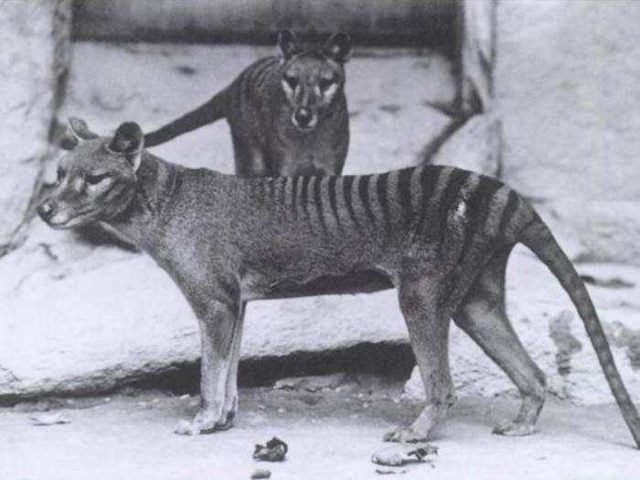 The Thylacine, or Tasmanian Tiger, is the only marsupial to make the list. It