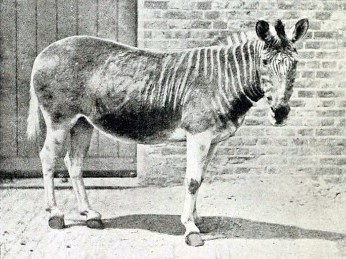 This extinct species of plains Zebra, the Quagga, once lived in South Africa. The last wild one was shot in 1870 and the last in captivity died in 1883. The Quagga Project, started in 1987, is an attempt to bring them back from extinction.