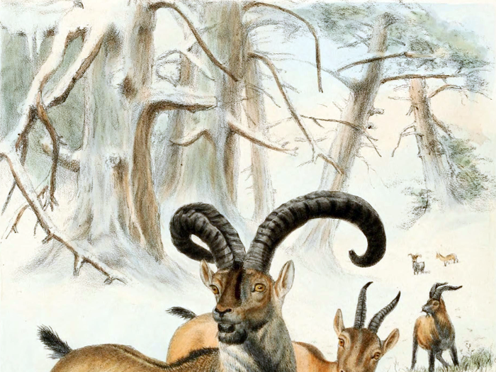 The Pyrenean ibex lived in Southern France and the Northern Pyrenees, but died out in January 2000. Scientists tried to clone one using DNA from one of the last females, but it died shortly after being born.