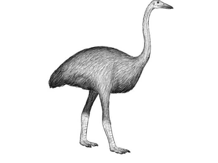 This giant, flightless Elephant bird was found only on the island of Madagascar and died out by the 17th century. It is widely believed that they went extinct as a result of human activity, so we want to make up for that too.
