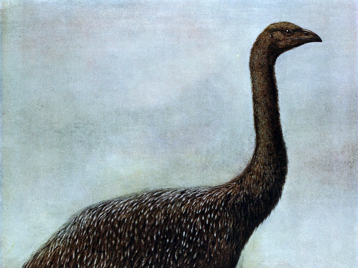 The Moa were a giant flightless bird from New Zealand that reached 12 feet tall and weighed more than 500 pounds. They died out because of over hunting by the Maori by 1400, and their closest relatives have been found to be the flighted South American tinamous, which could hold some of their genes.