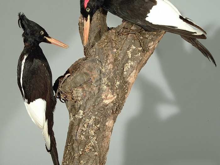 The Imperial Woodpecker may actually still be alive, but hasn