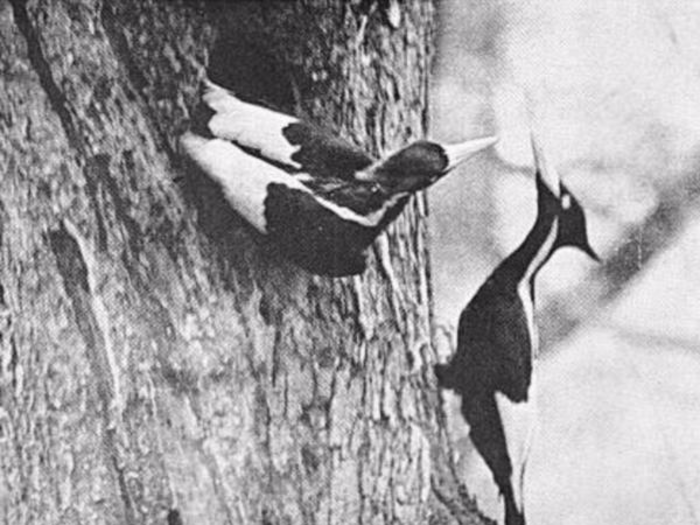 The Ivory-billed Woodpecker lived in "virgin forests" of the southeastern United states, but there hasn