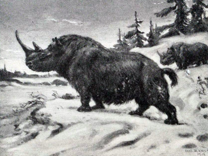 The woolly rhinoceros was common throughout Europe and Asia. It had stocky legs and a thick woolly coat that made it well suited for the cold tundra environment during the ice age. Human hunting is often blamed for their extinction, so scientists want to re-introduce them to make up for it.