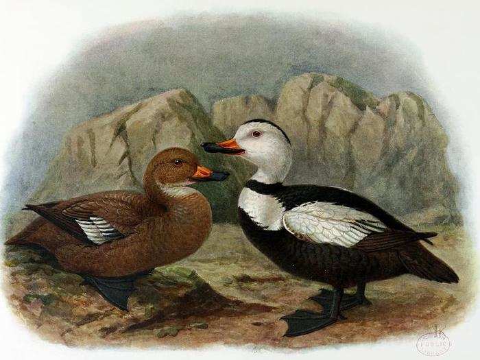 The Labrador Duck was always rare but disappeared between 1850 and 1870. Supposedly it didn