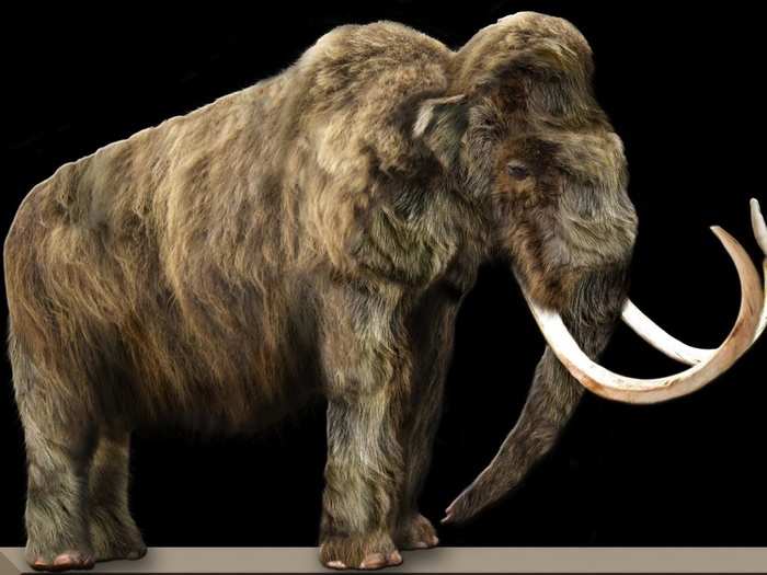 Woolly Mammoth carcasses have been frozen and preserved, which has allowed scientists to access well-preserved DNA. The last isolated population of woolly mammoths lived on Wrangel Island in the Arctic Ocean until 4,000 years ago, but scientists contest whether we were to blame for their extinction.