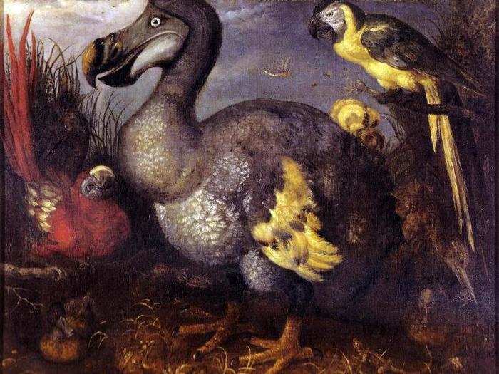 The dodo is perhaps the most famous extinct animal. It evolved without any natural predators, but the humans that arrived on their home island, Mauritius, took advantage of this and killed them all for food. In 2007, scientists found the best preserved dodo skeleton ever, which may hold valuable DNA samples.