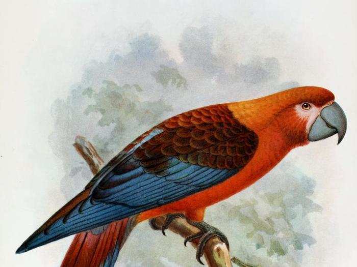 The vibrant Cuban macaw lived in Cuba and went extinct in 1885 due to hunting, trading and being captured as pets. Aviculturalists are rumoured to have bred birds that are similar in appearance, but slightly bigger, because they had similar genes.