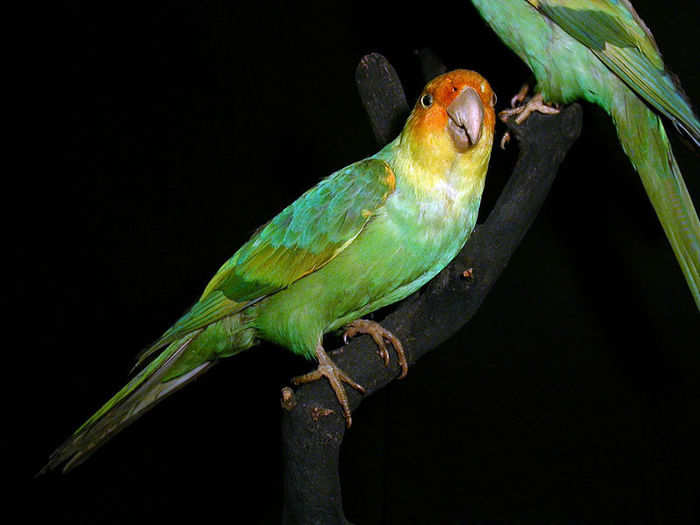 The Carolina Parakeet was a small, green parrot with a bright yellow head and orange face that was native to the eastern United States. The last wild one died in 1904 in Florida, but the genes that made them still linger in close relatives in Mexico and the Caribbean.