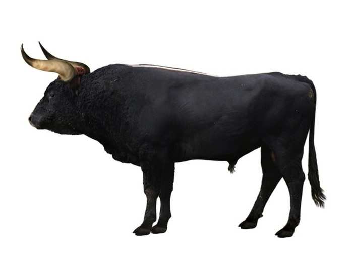 The aurochs is an ancestor of domestic cattle that lived throughout Europe, Asia, and North Africa. Scientists want to bring them back through selective breeding of cattle species that carry some aurochs DNA. To this end, European science teams have been selectively breeding cattle since 2009.