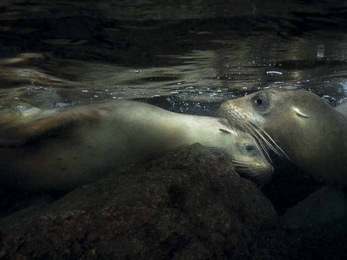 Under Exposed Winner, Johan Sundelin (Sweden) — Santa Fe Island, Galapagos Islands, Ecuador.