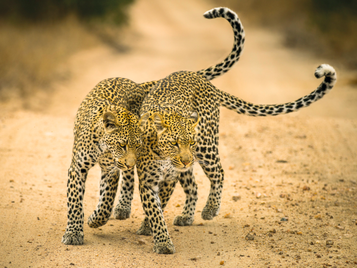 Young Outdoor Photographer of the Year Winne, David Rosenzweig (USA) — Timbavati Game Reserve, Mpumalanga, South Africa.