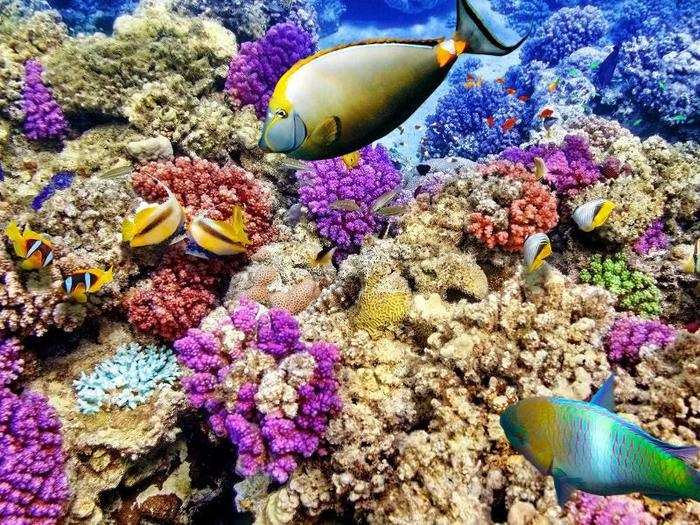 The Great Barrier Reef, Australia