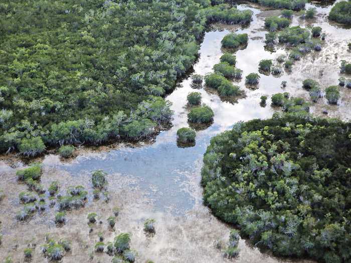 The Florida Everglades