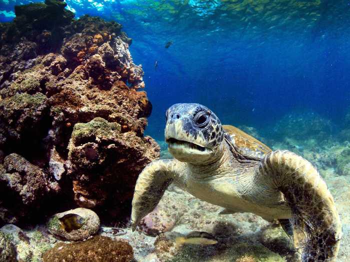 The Galapagos Islands