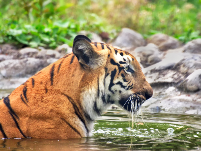 The Sundarbans, India and Bangladesh