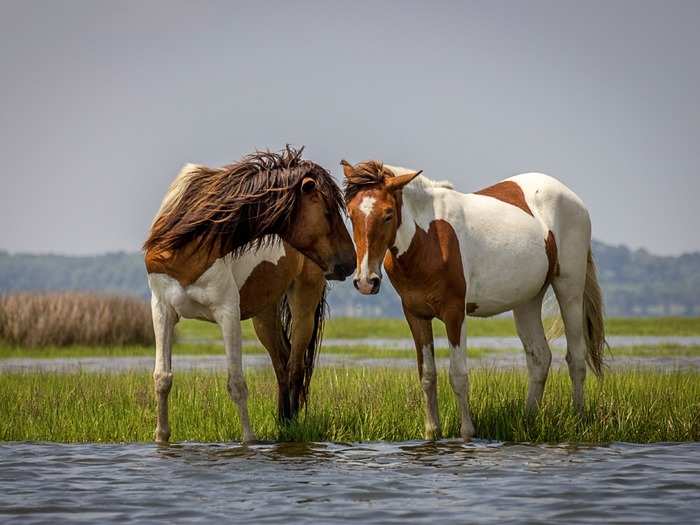 Tesco was criticized for an ad in response to the horse meat scandal, which suggested the problem affected "the whole food industry."