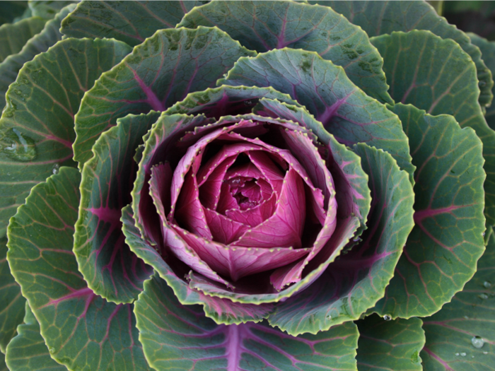 4. Cabbage