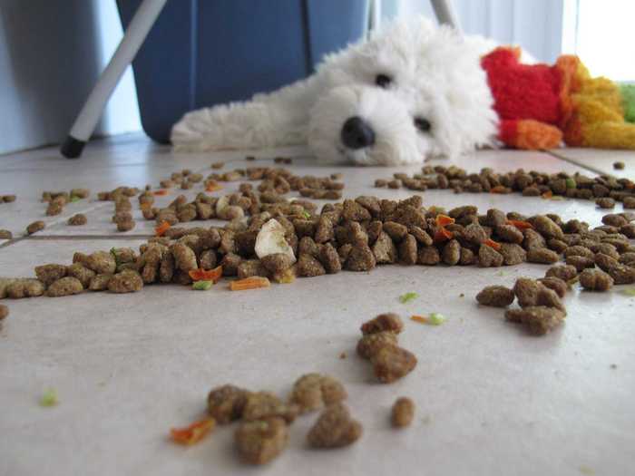 Dog food taster