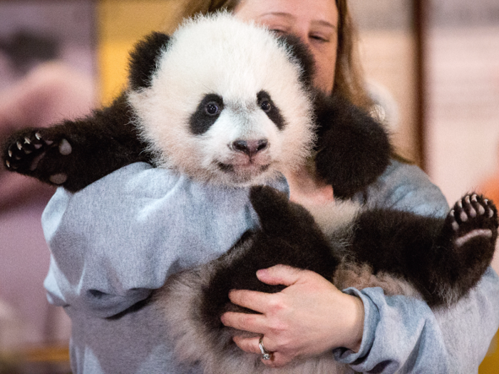 Panda nanny