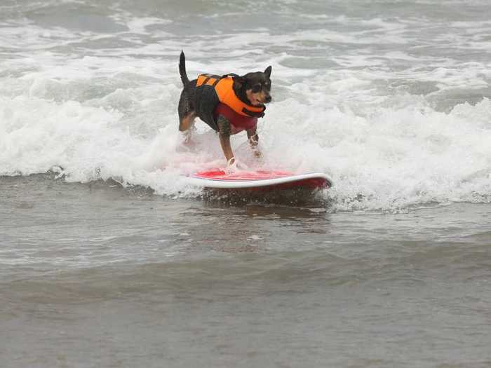 Dog surfing instructor