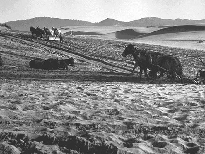 The same year, Richardson and Alcalde Francisco de Haro, a Mexican soldier, laid out an urban plan for a larger town, named Yerba Buena (“Good Herb” in Spanish) after an aromatic plant native to the area. The town began to attract American settlers.