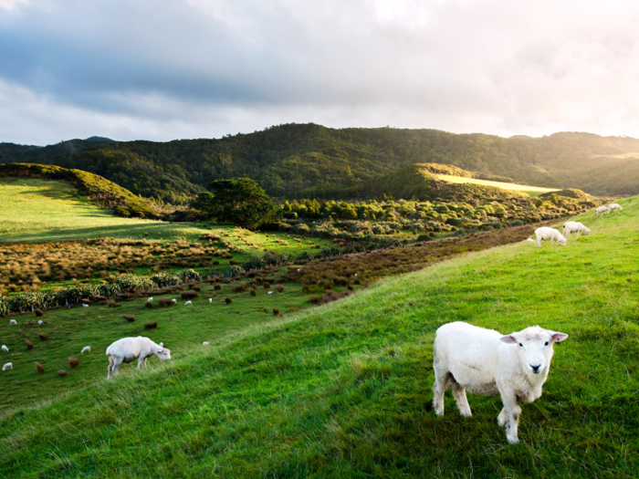 Once you arrive, enjoy New Zealand!